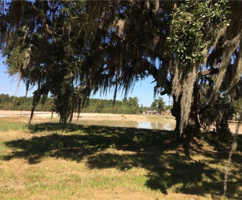 Madewood Street- Sulphur- Calcasieu- Louisiana- United States 70663, ,Vacant Land,For Sale,Madewood Street,1082 Madewood Street- Sulphur- Calcasieu- Louisiana- United States 70663, ,Vacant Land,For Sale,Madewood Street,1082